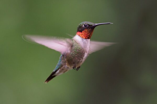 Enjoy the hummingbirds before they go!